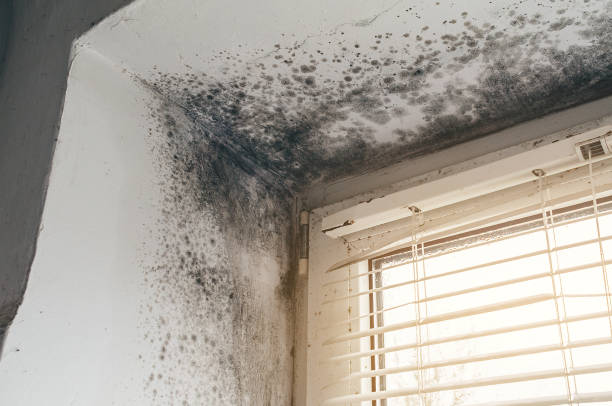 Affordable Mold Remediation solutions in Huntington, TX